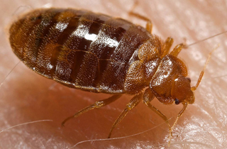 Expert Bed Bug Exterminator Red Deer