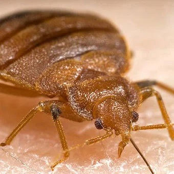 Red Deer Bed Bugs